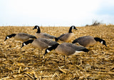 Bulk Decoy Club Canada Goose Fullbody Decoys