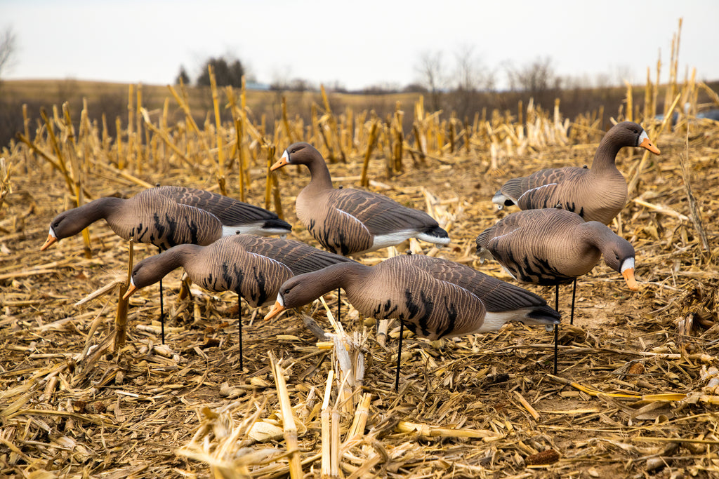 Cheap Fullbody Specklebelly Goose Decoys Bulk Decoy Club
