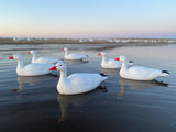 Bulk Decoy Club Floater Snow Goose Decoy