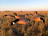 Bulk Decoy Club Canada Goose Fullbody Decoys