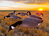 Fullbody Canada Goose Decoys - Per 6