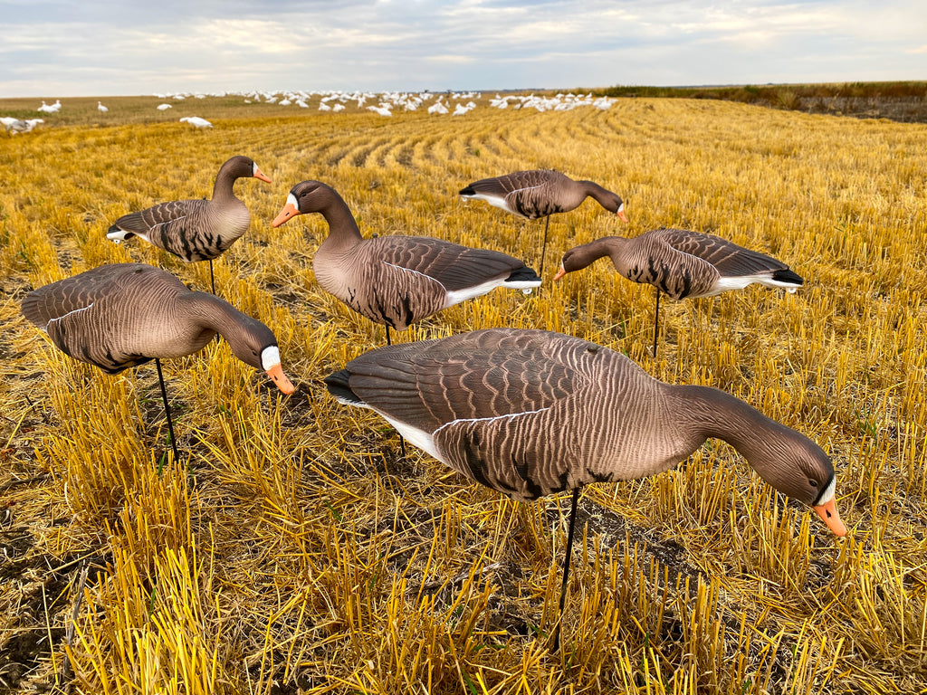 Cheap Fullbody Specklebelly Goose Decoys Bulk Decoy Club