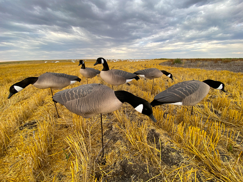 Cheap Fullbody Canada Goose Decoys - Bulk Decoy Club