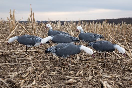 Fullbody Blue Goose Decoys - Per 6
