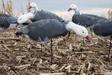 Fullbody Blue Goose Decoys - Per 6