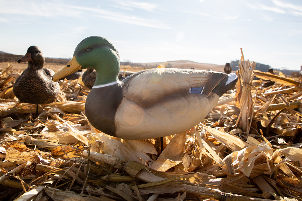 Cheap Fullbody Duck Decoys - Mallards - Bulk Decoy Club