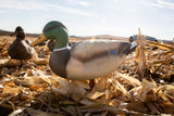 Fullbody Duck Decoys - Per 12