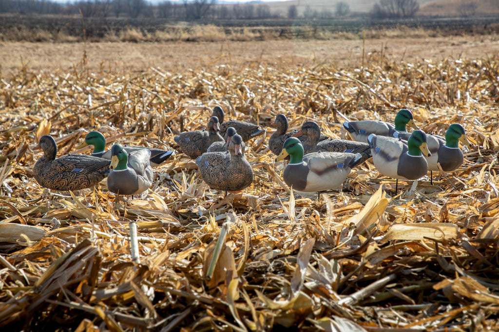 Cheap Fullbody Duck Decoys - Mallards - Bulk Decoy Club