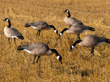 Honker Fullbody Canada Goose Decoys - Per 6