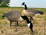 Fullbody Honker Canada Goose Decoy