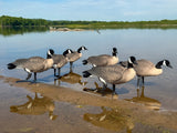 Honker Fullbody Canadas | Relaxed Pack- Per 6