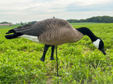 Honker Fullbody Canadas | Deluxe Pack - Per 12