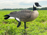 Honker Fullbody Canadas | Relaxed Pack- Per 6