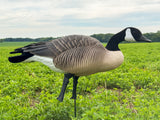 Honker Fullbody Canadas | Relaxed Pack- Per 6