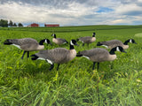 Honker Fullbody Canadas | Relaxed Pack- Per 6