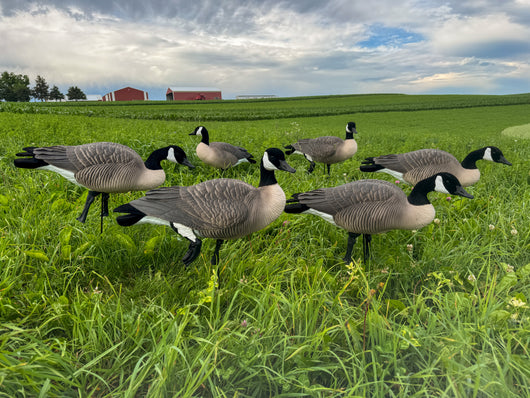 Honker Fullbody Canadas | Relaxed Pack- Per 6