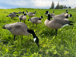Honker Fullbody Canadas | Deluxe Pack - Per 12