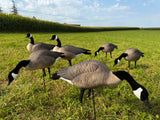 Bulk Decoy Club Honker Fullbody Canadas