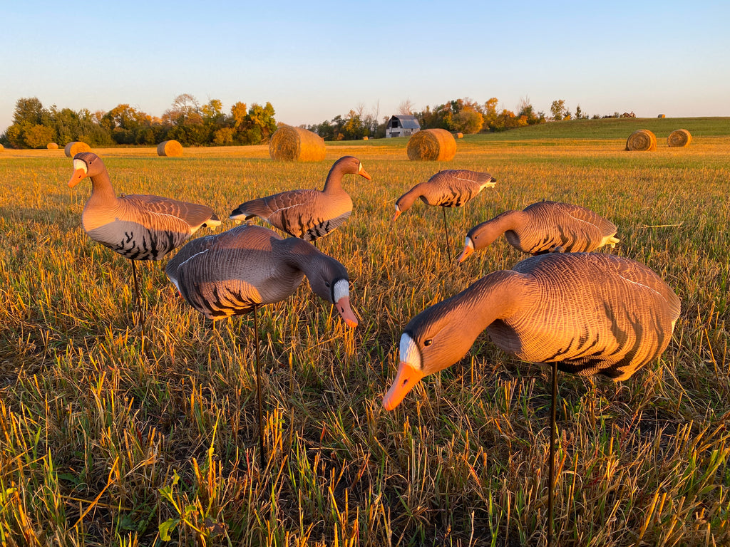 Cheap Fullbody Specklebelly Goose Decoys Bulk Decoy Club