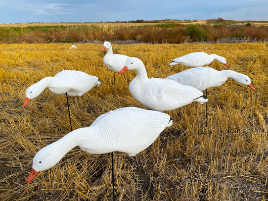 Economy Fullbody Snow Goose Decoys - Bulk Decoy Club
