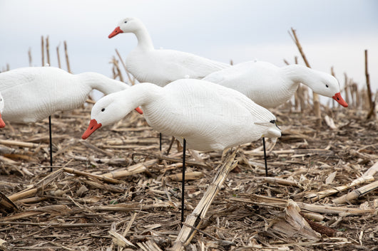 Economy Fullbody Snow Goose Decoys - Bulk Decoy Club
