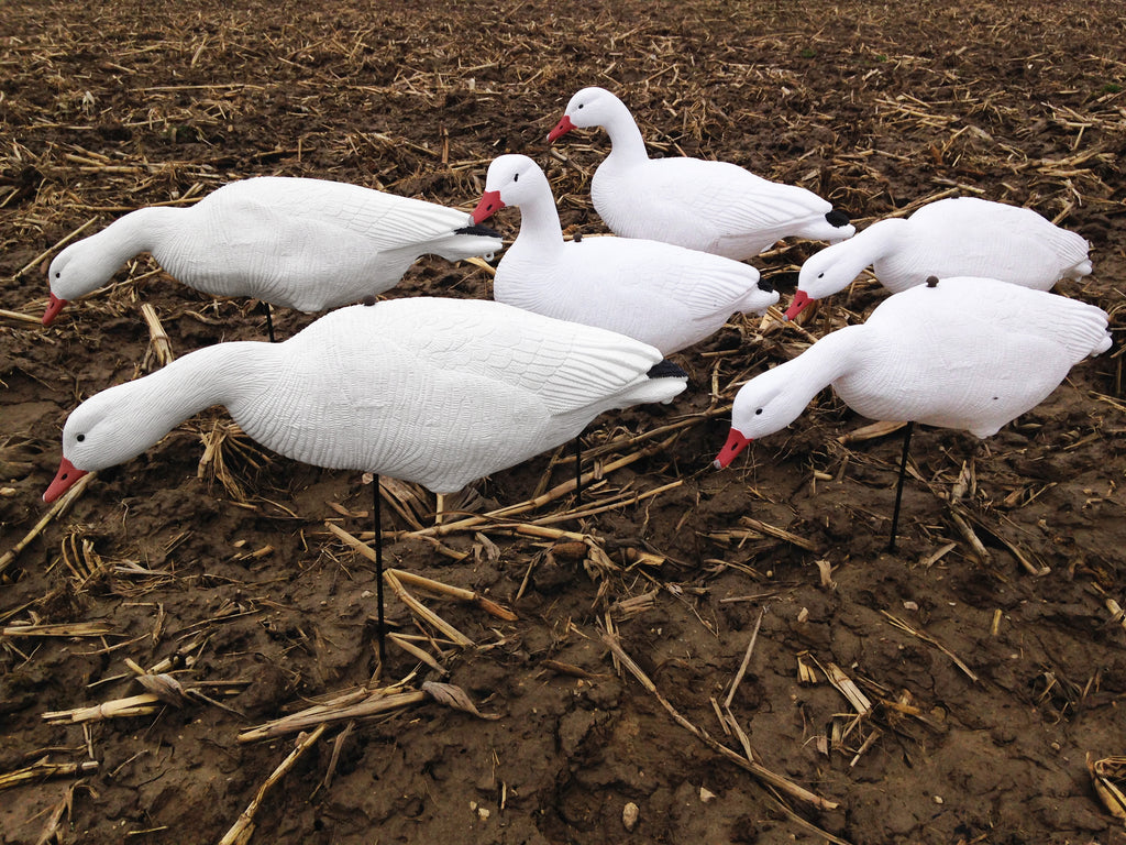 Economy Fullbody Snow Goose Decoys - Bulk Decoy Club