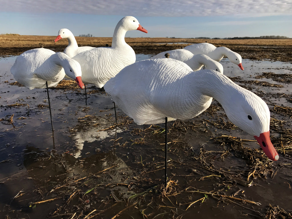 Economy Fullbody Snow Goose Decoys Bulk Decoy Club