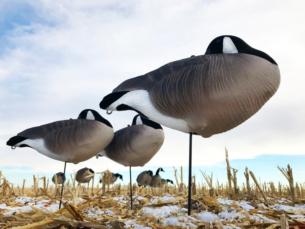 Cheap Sleeper Fullbody Canada Goose Decoys Bulk Decoy Club
