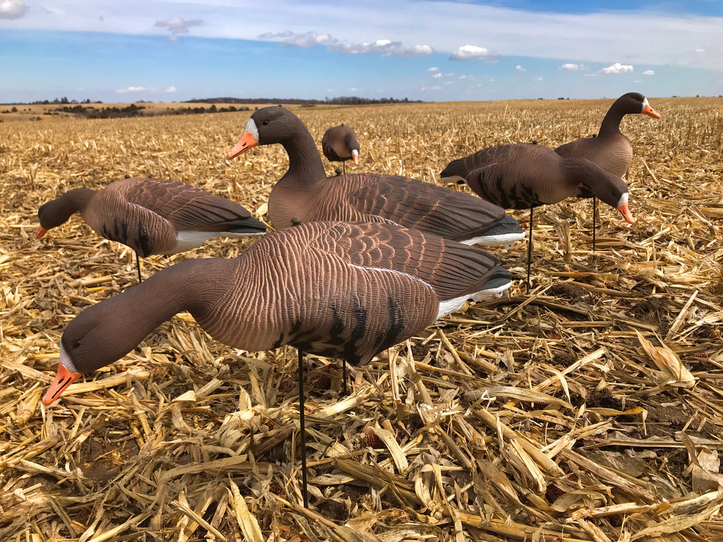 Cheap Fullbody Specklebelly Goose Decoys Bulk Decoy Club